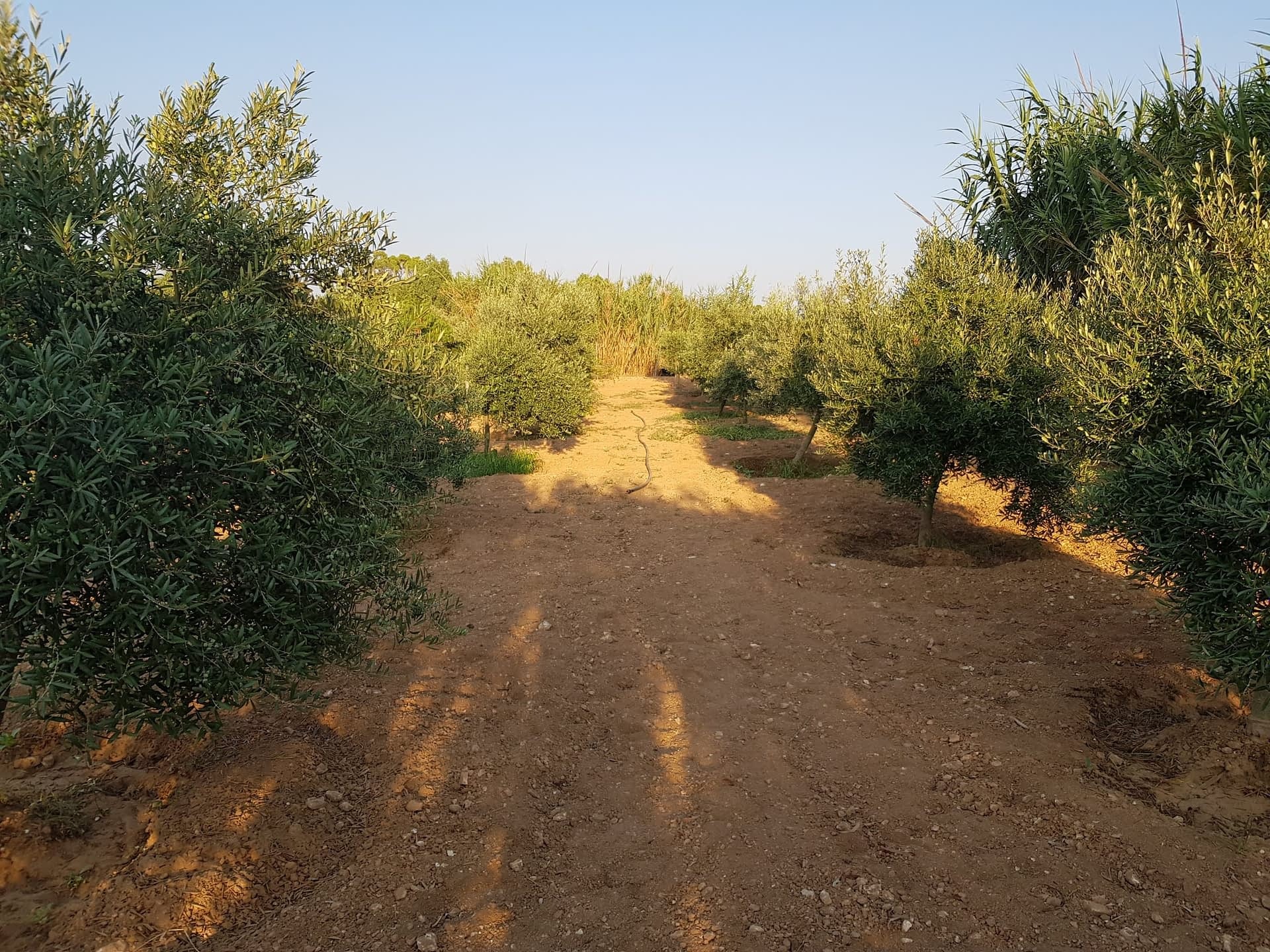 /media/images/malta-olive-groves-scaled.jpg