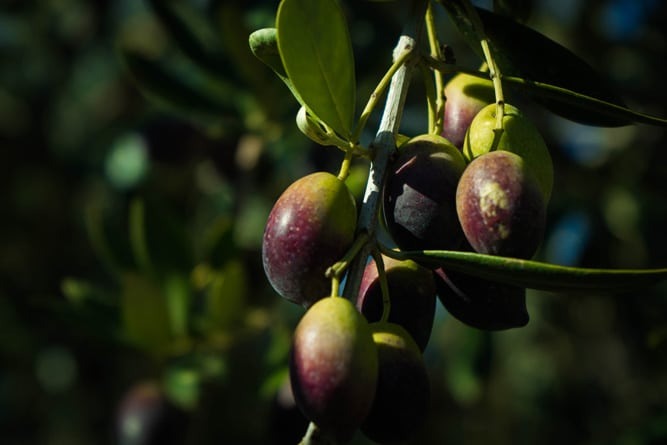 /media/images/olive_harvest.jpg