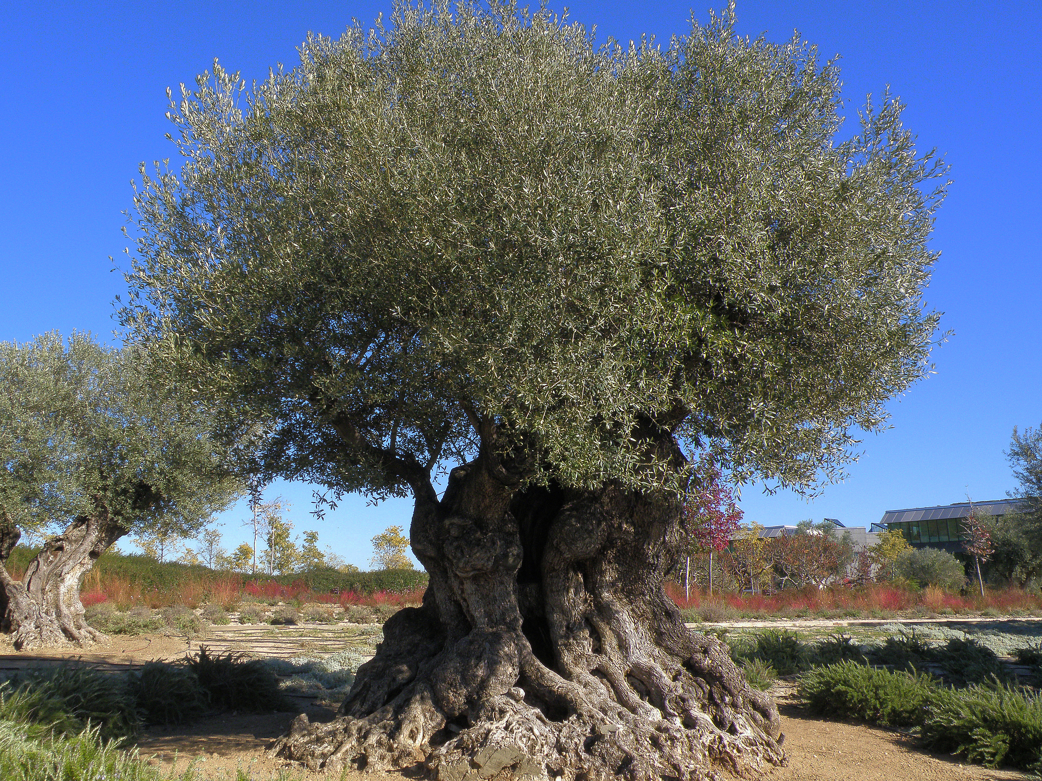 /media/images/olive_tree.jpg