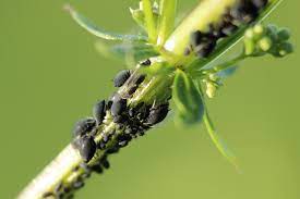 /media/images/olive_tree_pests.jpg