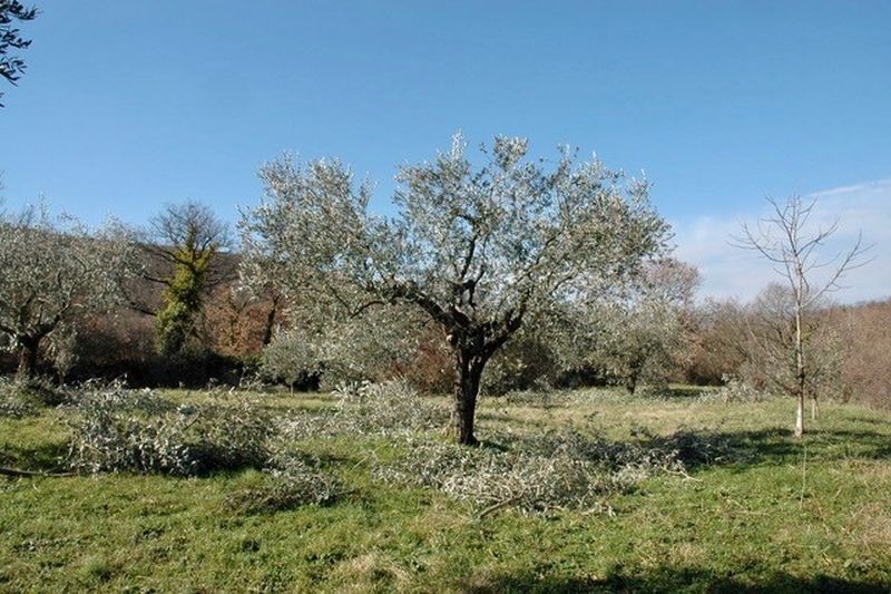 /media/images/olive_tree_pruning.jpg